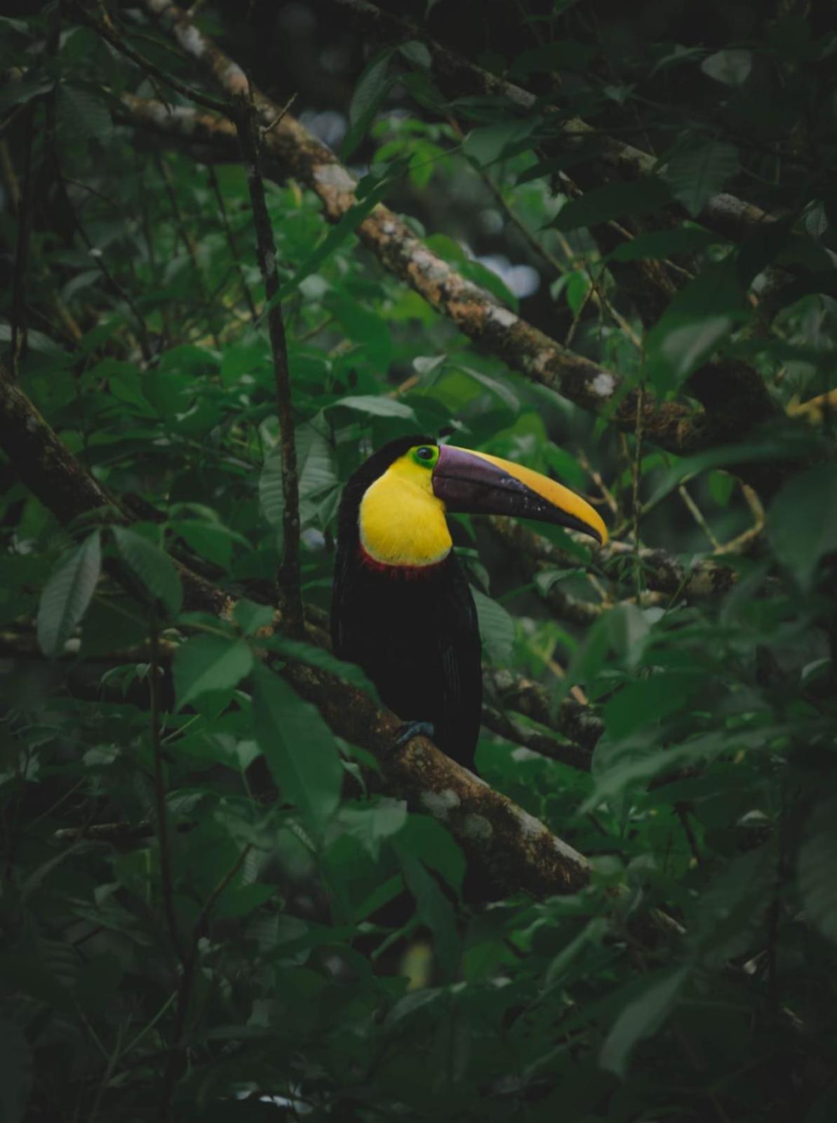 Yarumo Lodge, Rio Celeste Black Chalets Бійягуа Екстер'єр фото